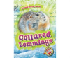 Collared Lemmings by Pettiford, Rebecca