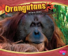 Orangutans by Mattern, Joanne