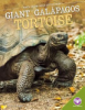 Giant Galápagos tortoise by Gagne, Tammy