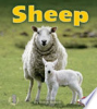 Sheep by Nelson, Robin