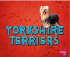 Yorkshire terriers by Morey, Allan