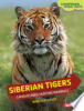 Siberian tigers by Hirsch, Rebecca E