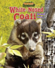 White-nosed_coati___raccoon_s_cousin