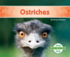 Ostriches by Hansen, Grace