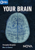 Your brain 