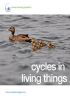 Cycles in Living Things by Visual Learning Systems