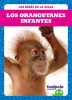 Los orangutanes infantes (Orangutan Infants) by Nilsen, Genevieve