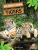 Tigers by Culliford, Amy