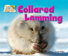 Collared_Lemming