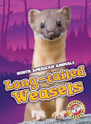 Long-tailed weasels by Sabelko, Rebecca