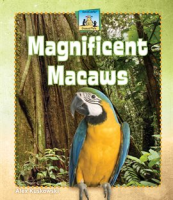 Magnificent Macaws by Kuskowski, Alex