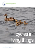 Cycles in Living Things by Visual Learning Systems
