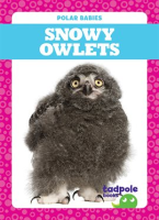 Snowy Owlets by Nilsen, Genevieve