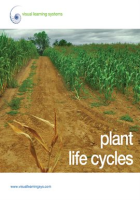 Plant Life Cycles by Visual Learning Systems