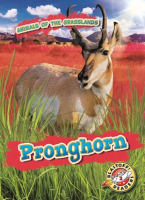 Pronghorn by Duling, Kaitlyn