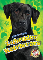 Labrador Retrievers by Bowman, Chris
